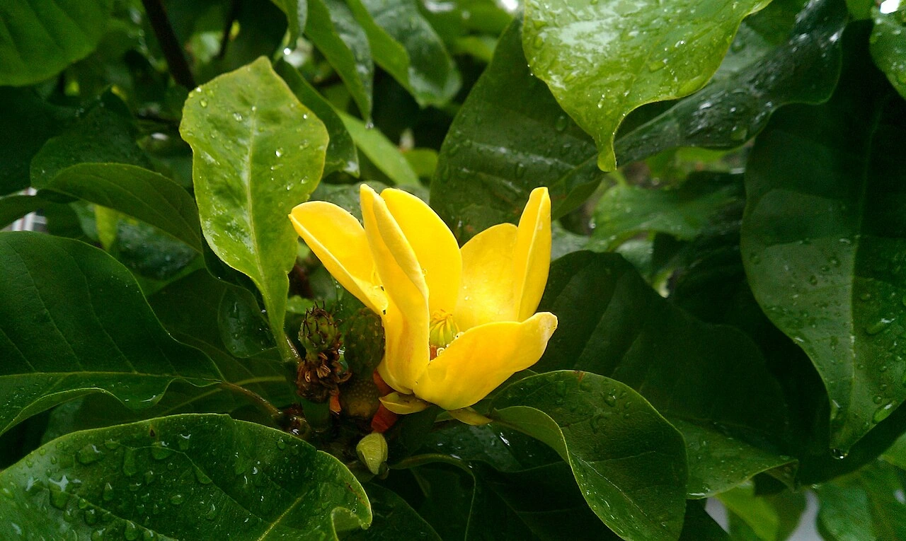 Is Magnolia Yellow Bird Evergreen? How to Check and Care