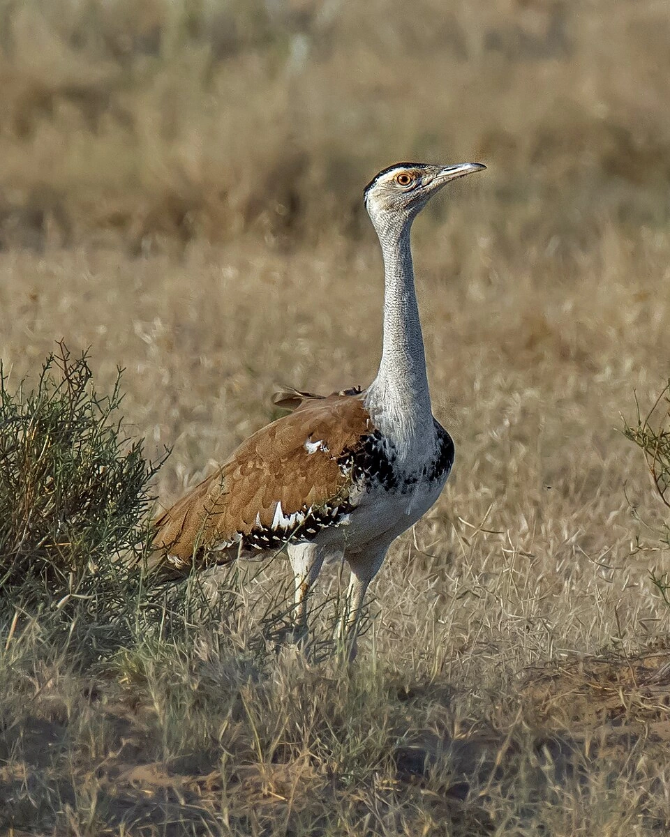 Great Indian Bustard standing in dry grassland in the Thar Desert