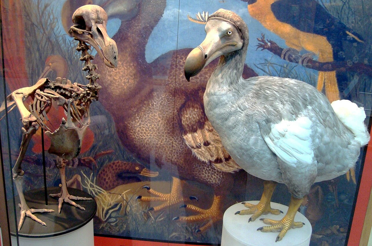 Is the Dodo Bird Coming Back? What De-extinction Can and Can’t Do