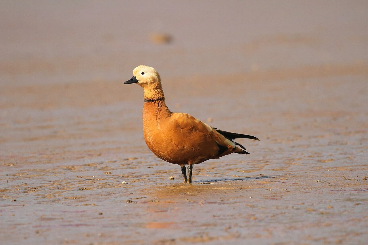 Where Is Surkhab Bird Found in India? Location Guide