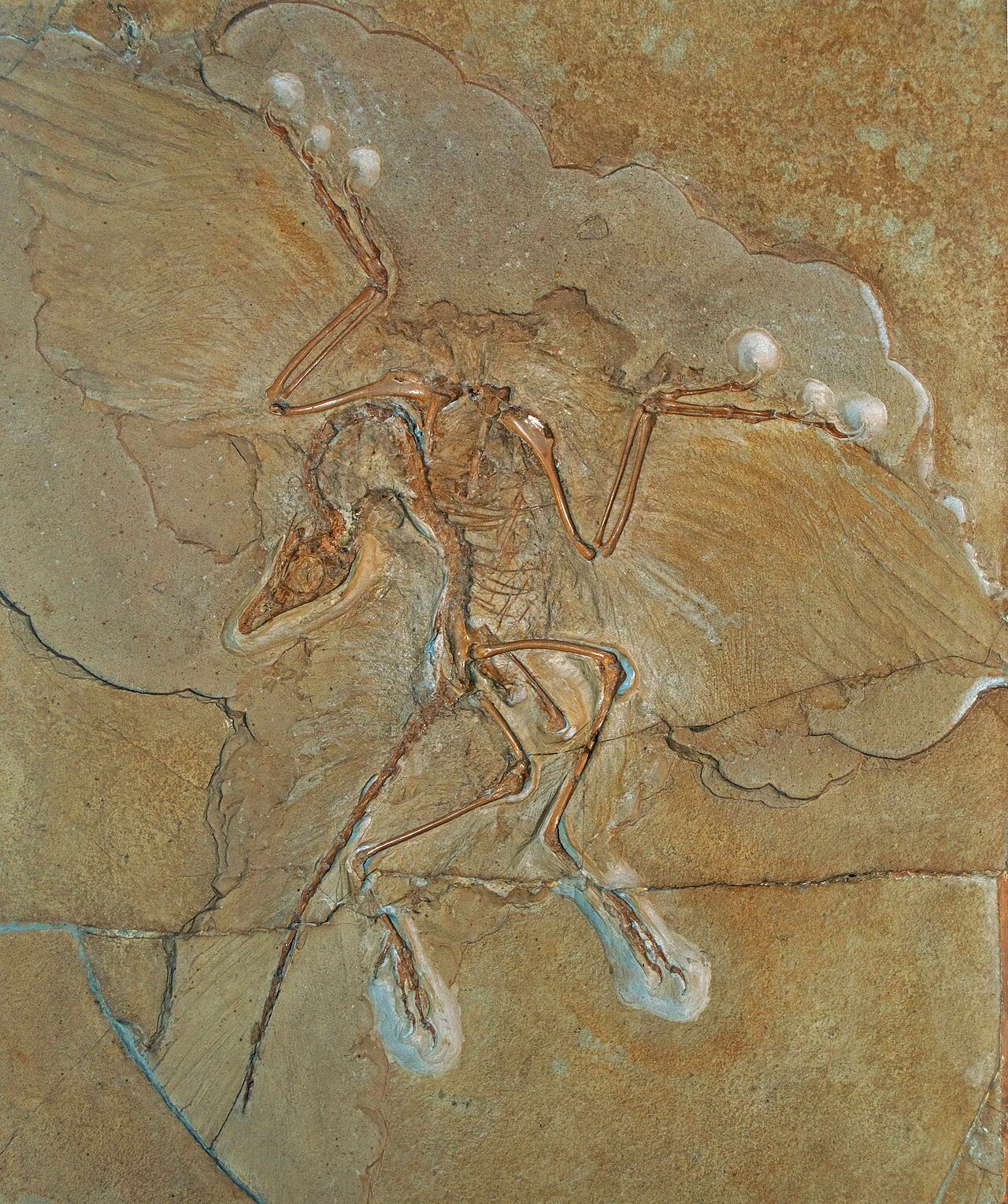 Are There Bird Fossils? Evidence, Types, and Where to Find Them