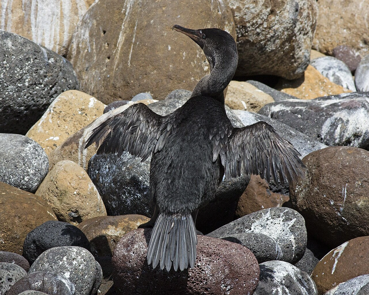 Galápagos Bird That Can’t Fly: ID, Reasons, and What to Do