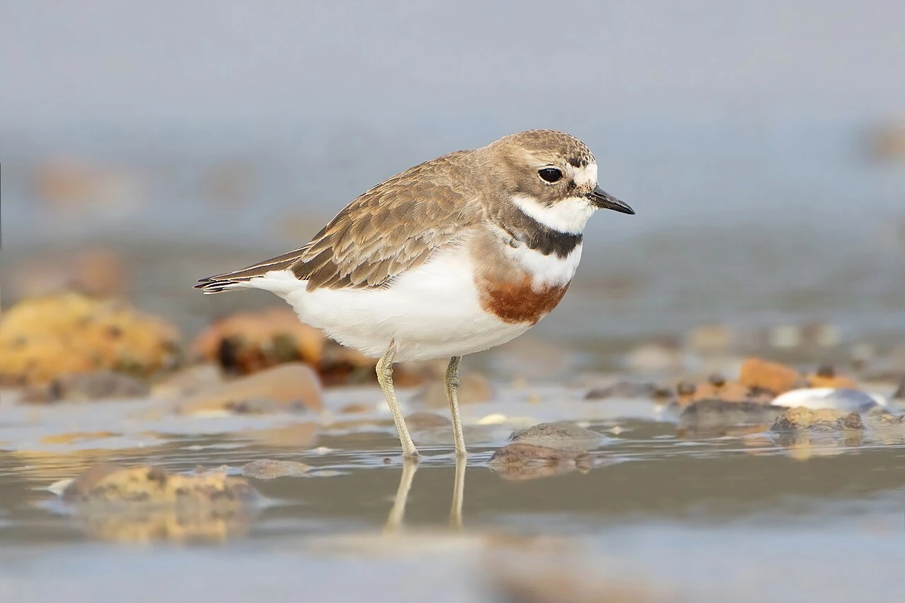 What Is the Most Endangered Bird in New Zealand?