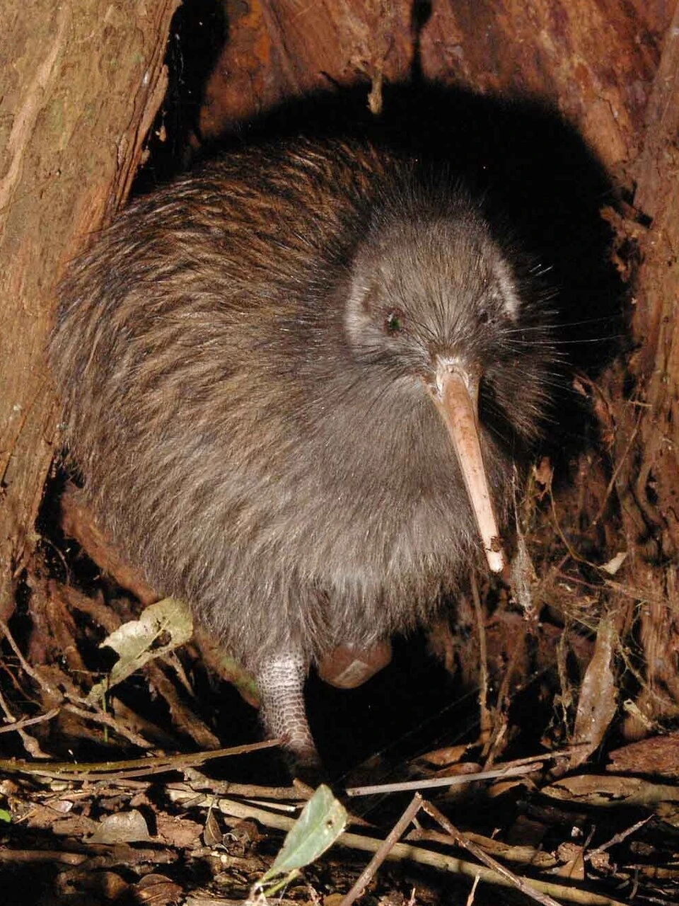 Does a Kiwi Bird Have Wings? What You’ll See and Why