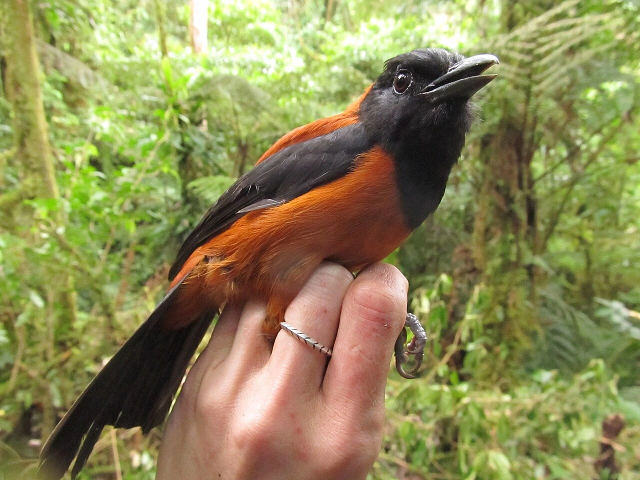 Hooded pitohui perched on a person's hand in a forest