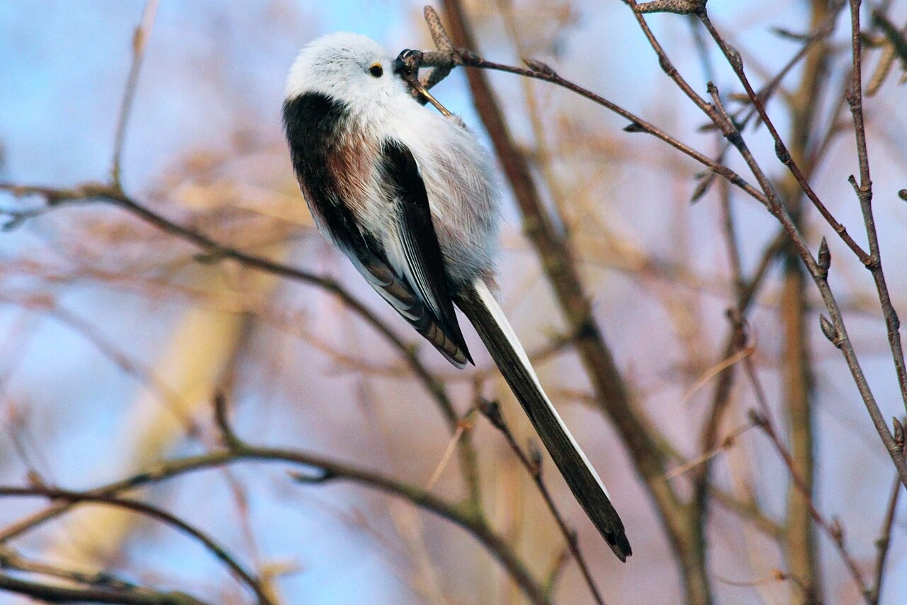 Is the Shima Enaga Bird Real? Quick Verdict and Facts